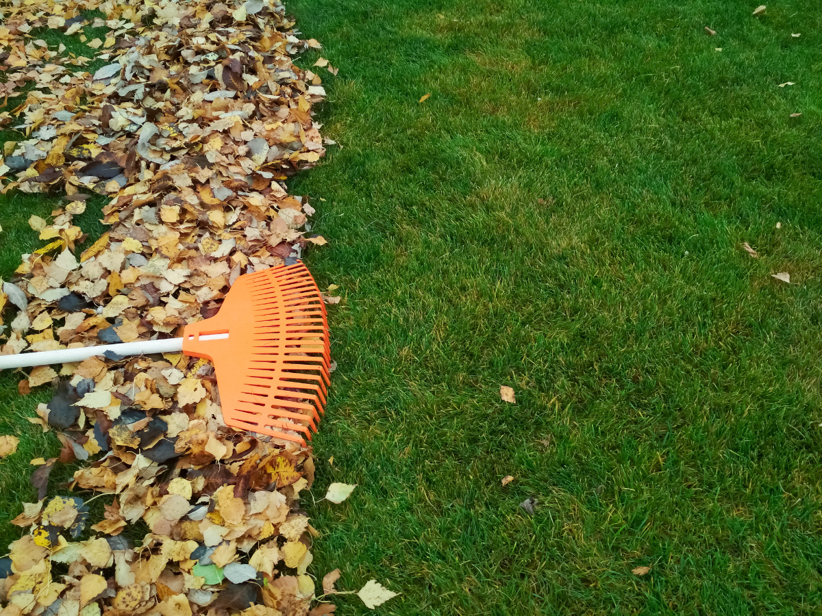 Orange rake gathering leaves on green grass.