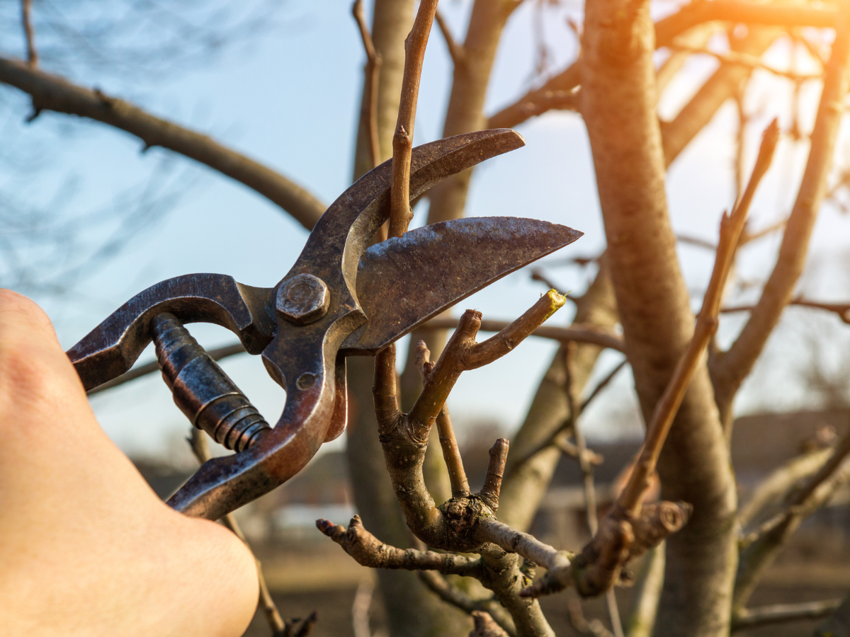 Hand pruning tree branches with garden shears in sunlight. Hand pruning tree branches with garden shears in sunlight.