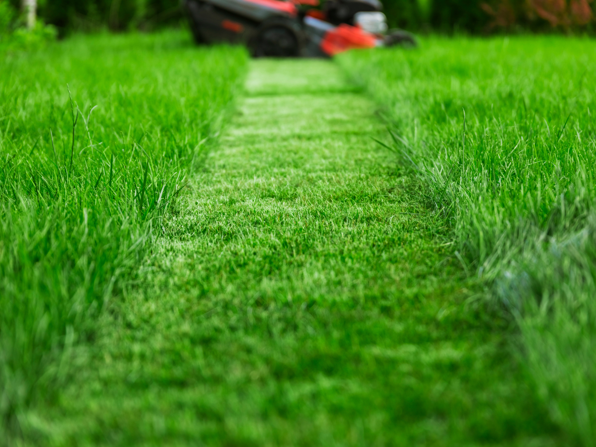 A person is mowing a lush green lawn with a lawn mower.