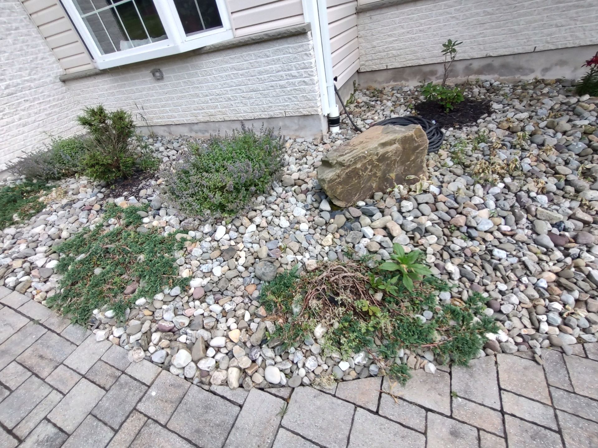 Rock garden with various plants, a large rock, and brick walkway. House with window in background.