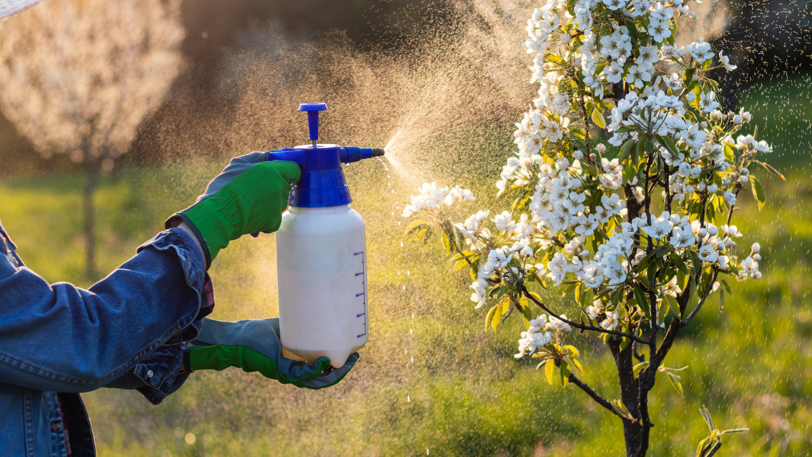 A person is spraying a tree with a spray bottle.