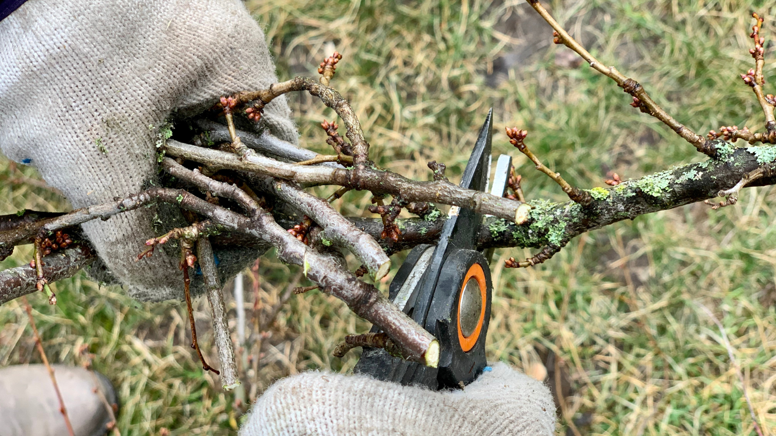 hands with gloves pruning tree in winter
