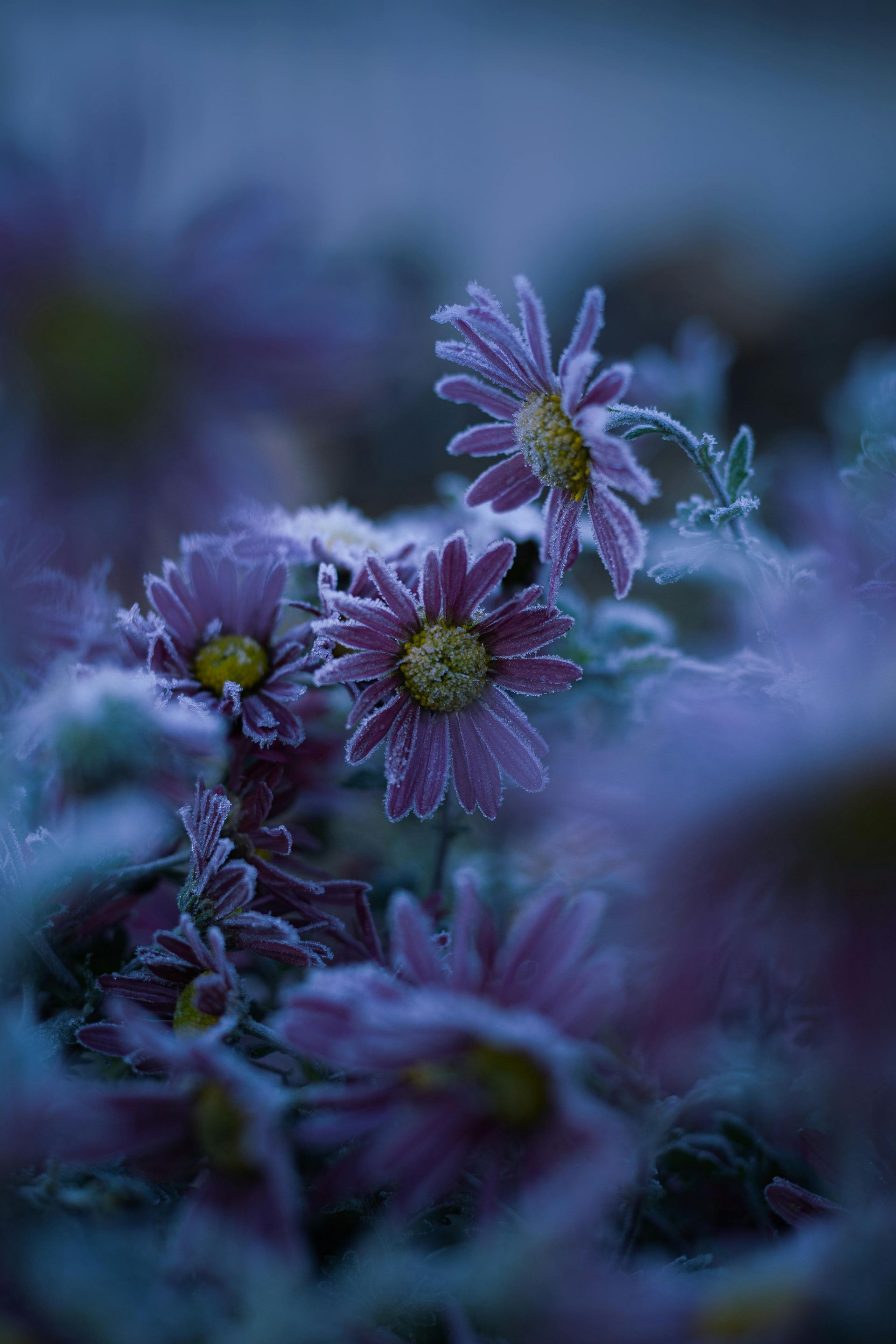 A close up of a bunch of purple flowers covered in frost.