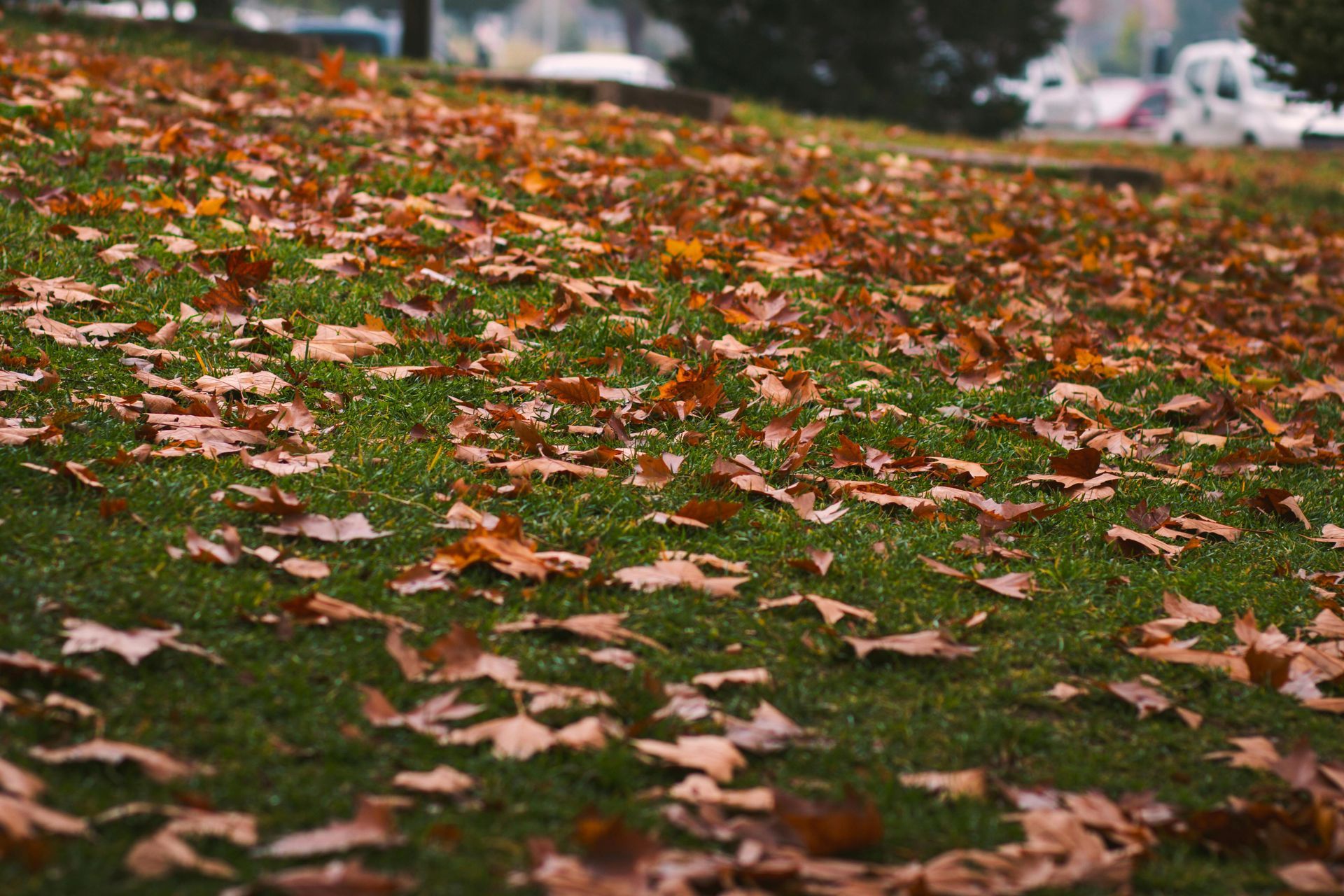 Green grassy hillside covered in fallen brown and orange leaves, a car in the background.