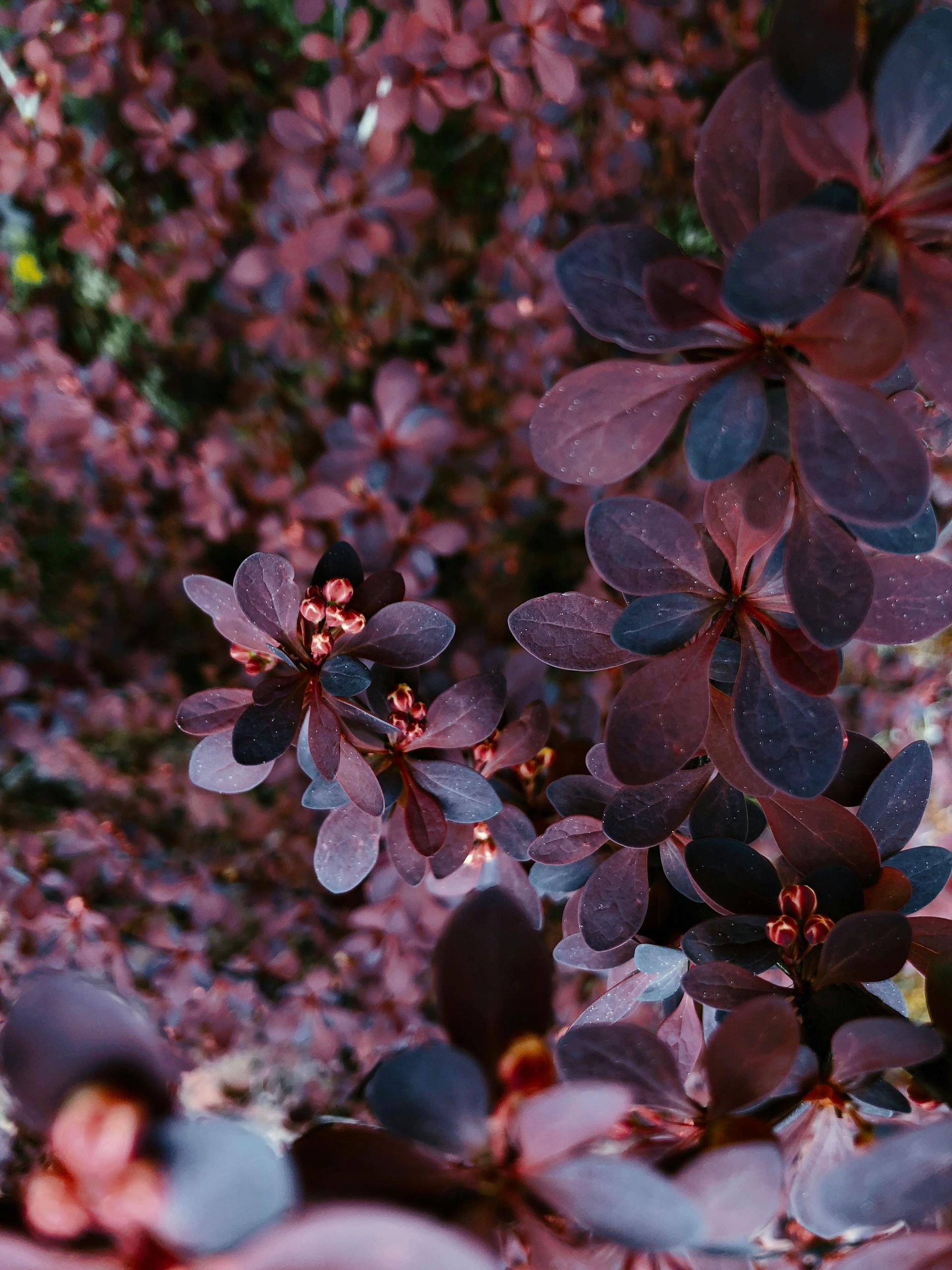 A close up of a plant with purple flowers and leaves