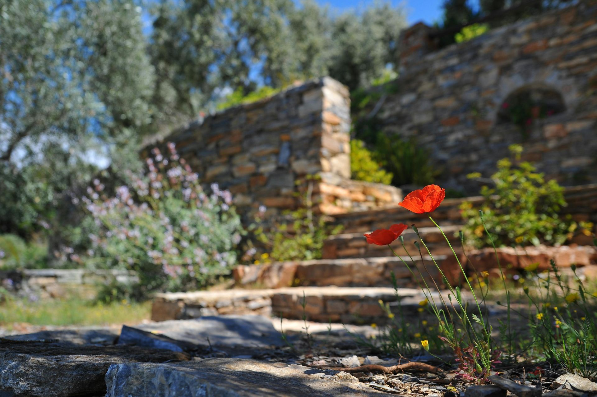 A red poppy is growing on a stone staircase in a garden.