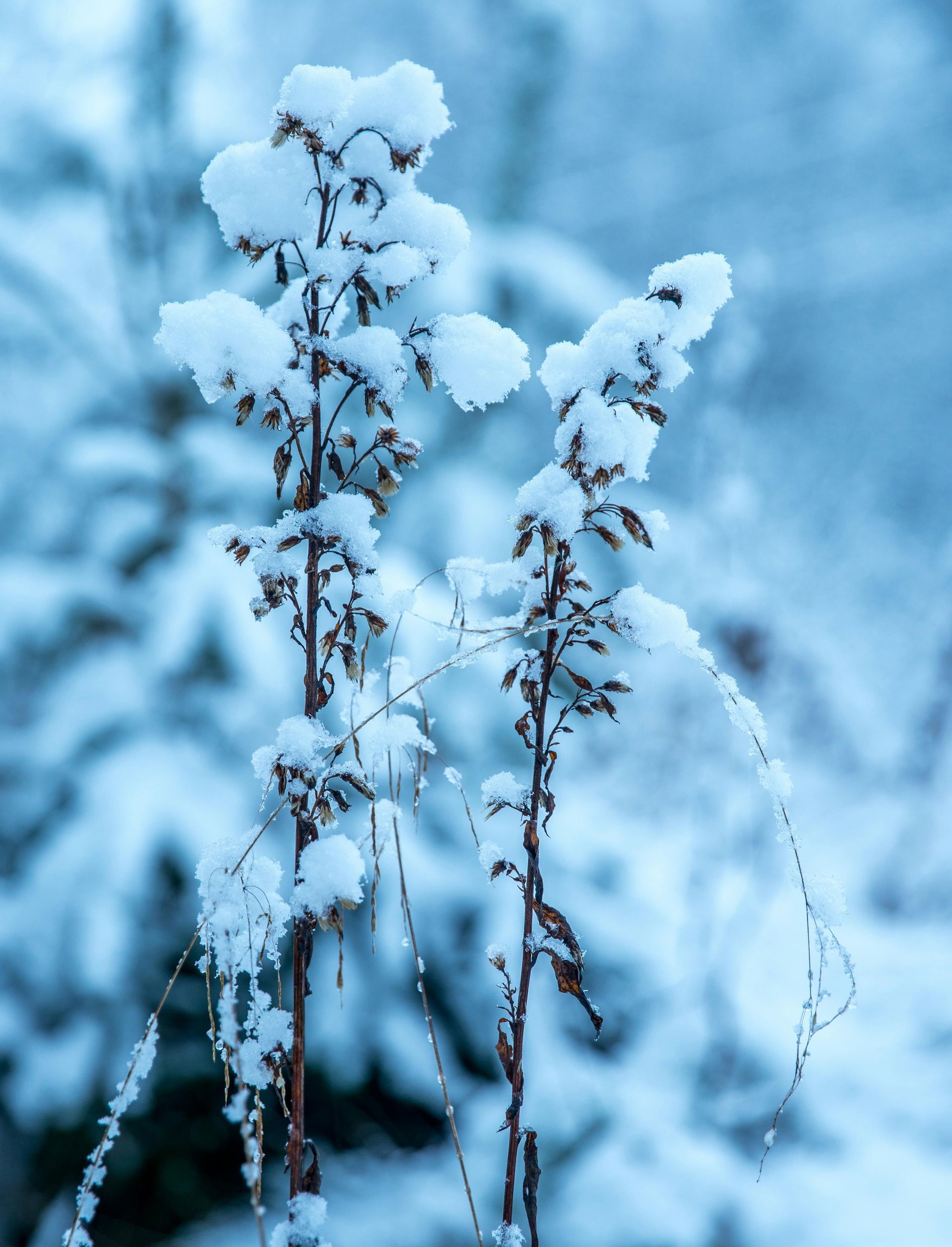 A close up of a plant covered in snow