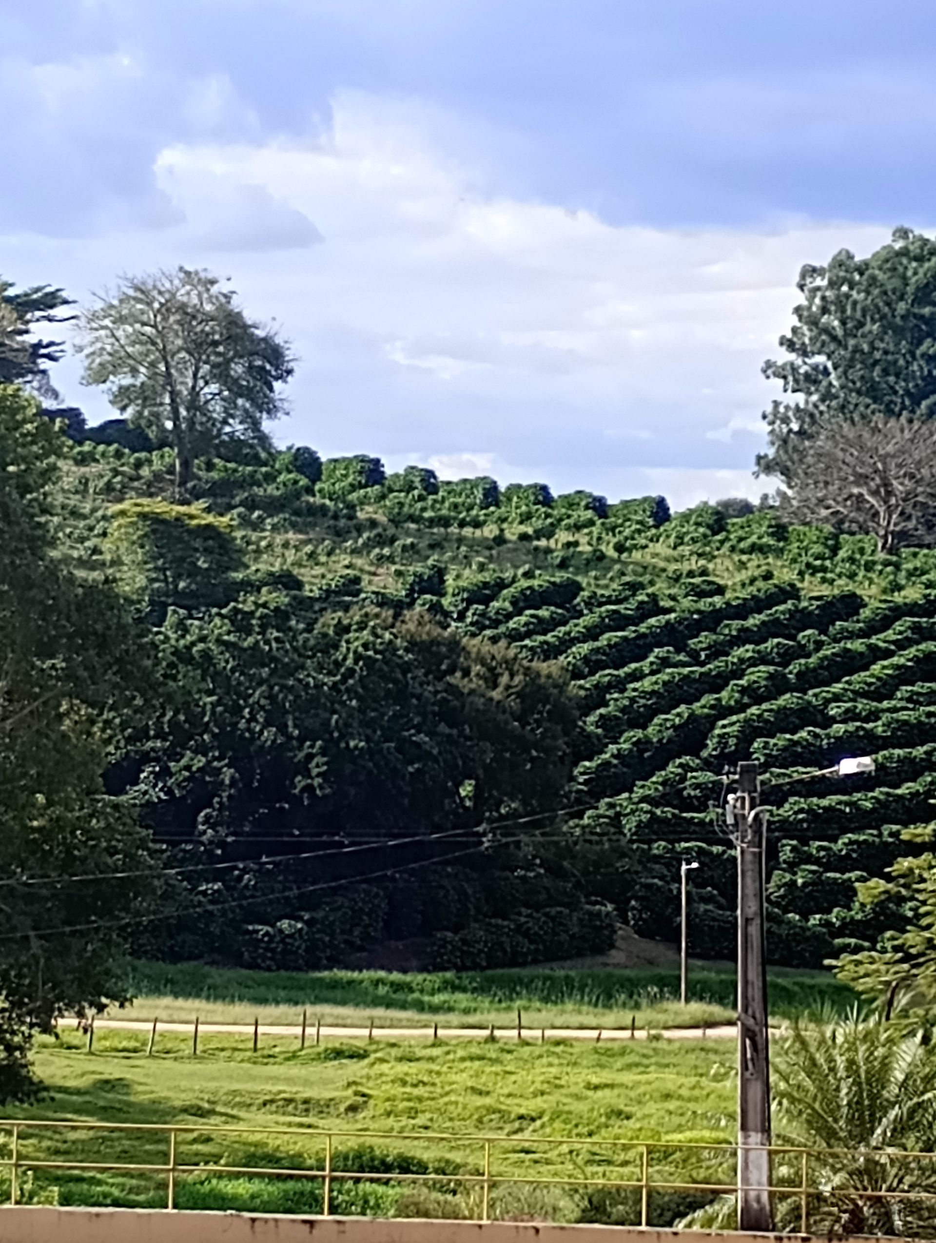 CAFÉ DE ESPECIALIDAD