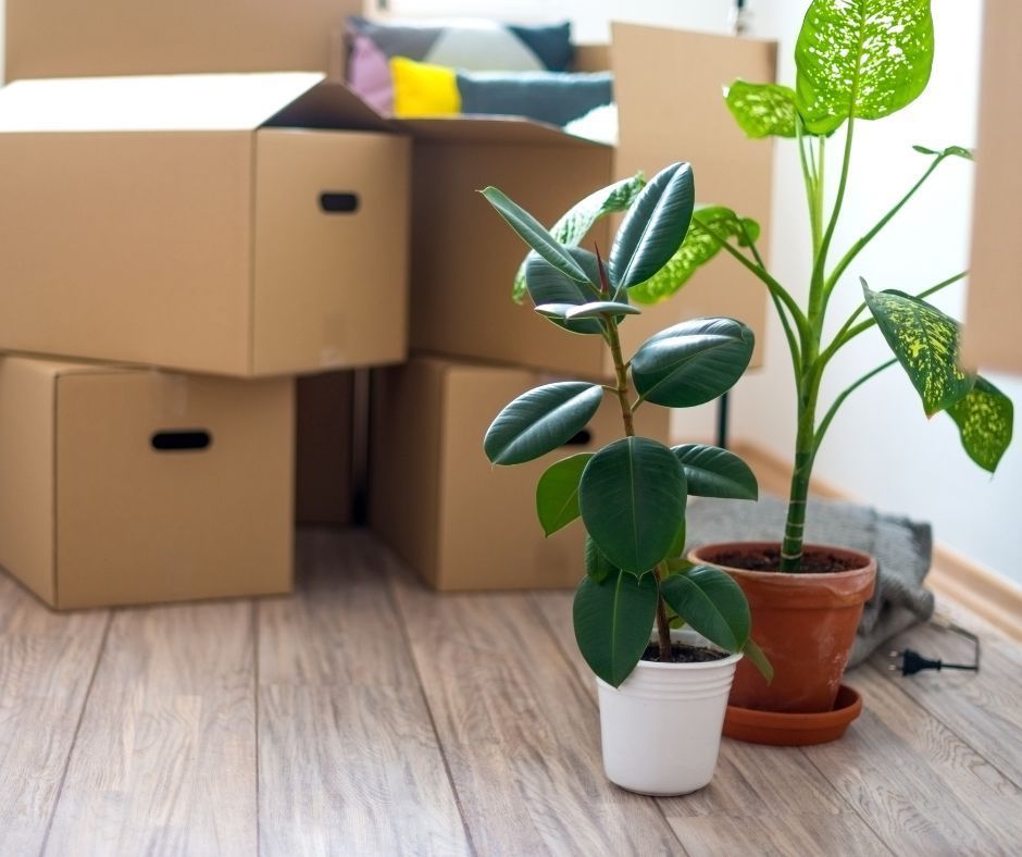 Supplies Needed For Packing Plants