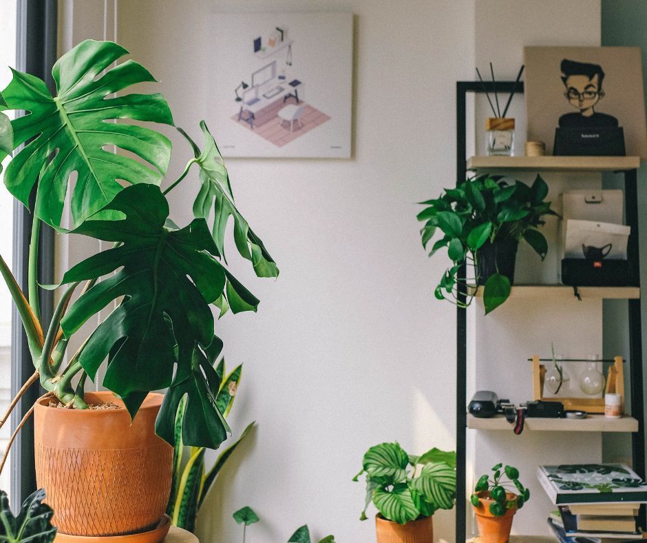 Arranging The Plant In The Container