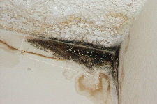 A close up of a corner of a wall with black mold growing on it.