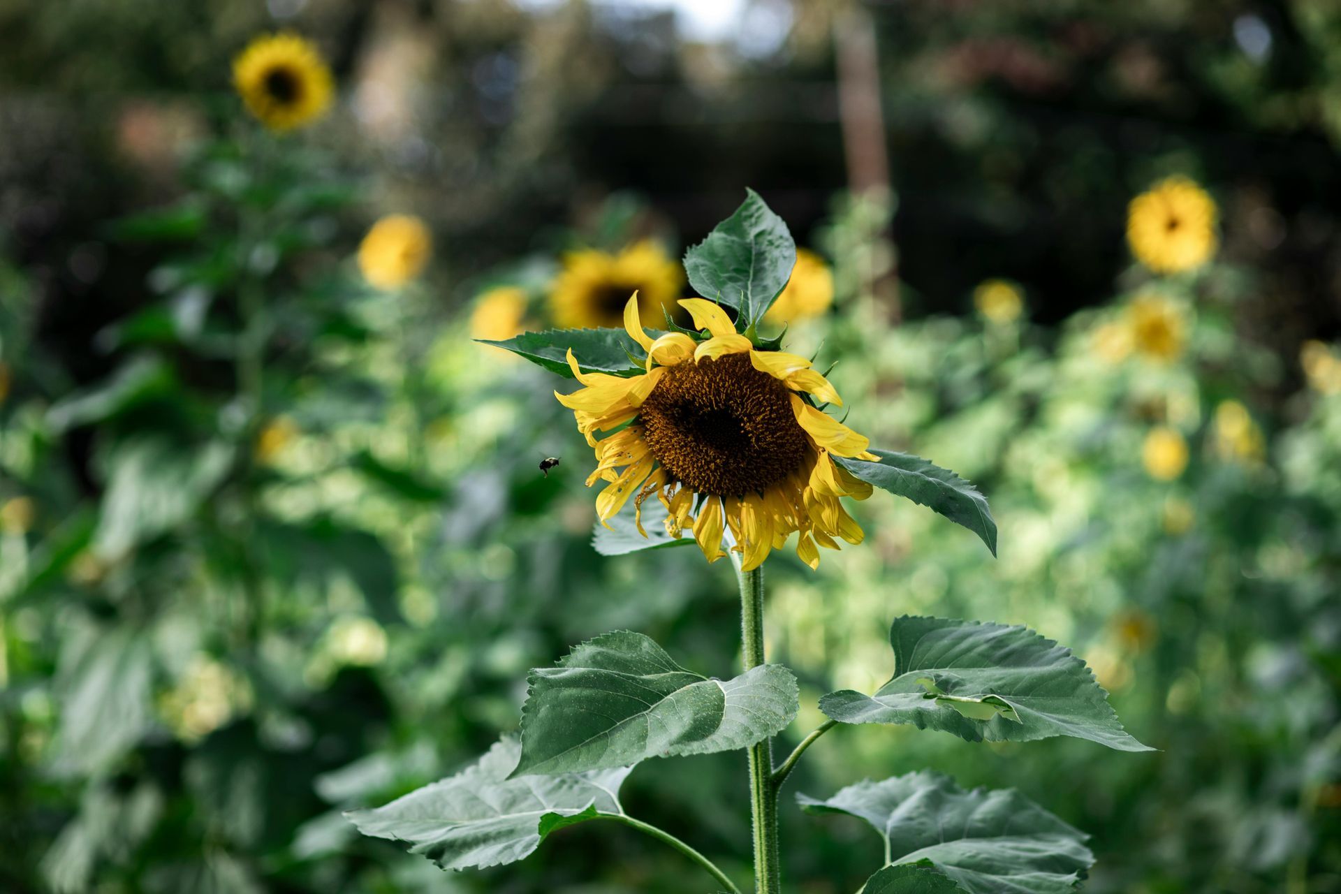 Sunflowers in a field, yellow petals with dark centers, green leaves, blurred background.