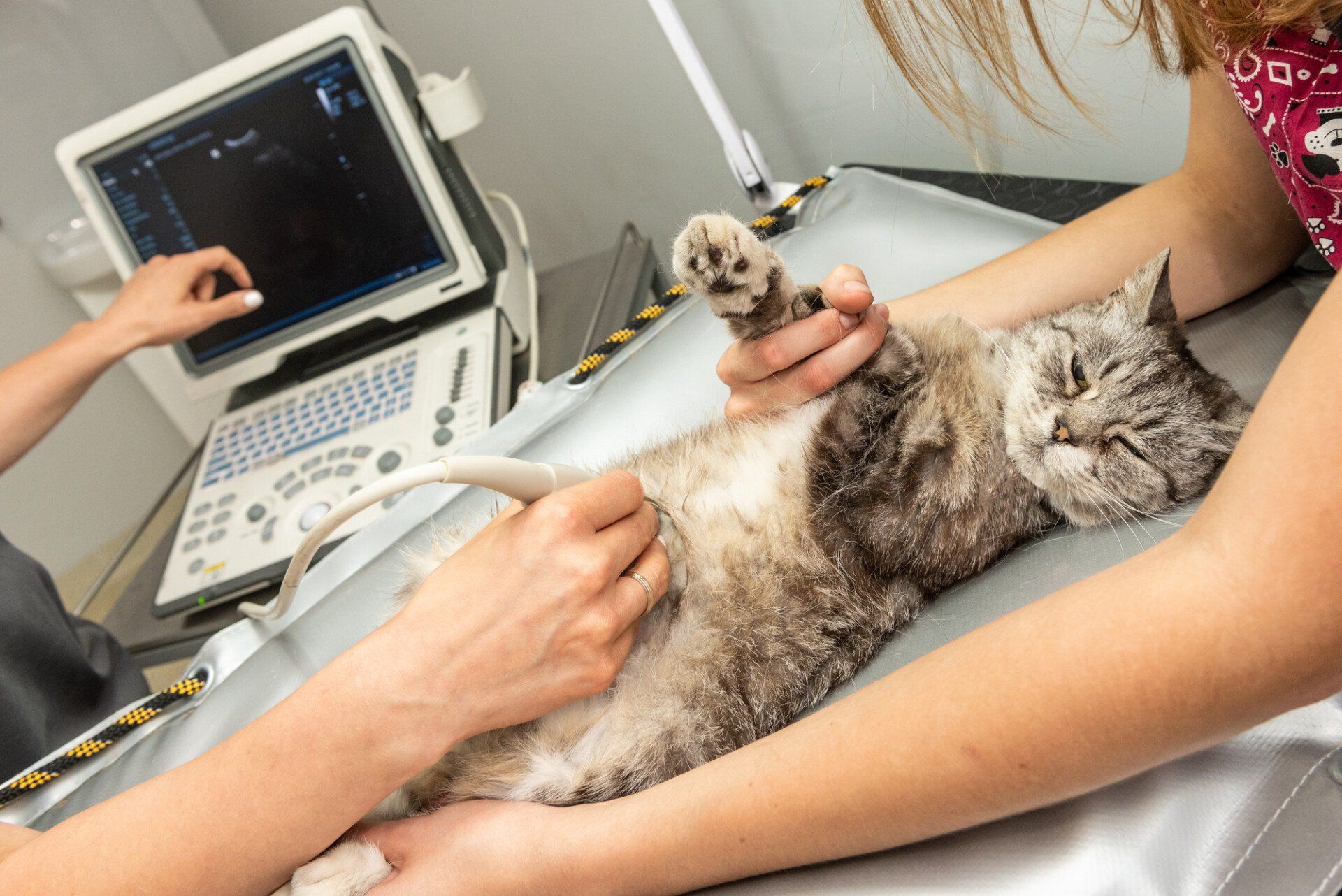 cat having an ultrasound at the vet