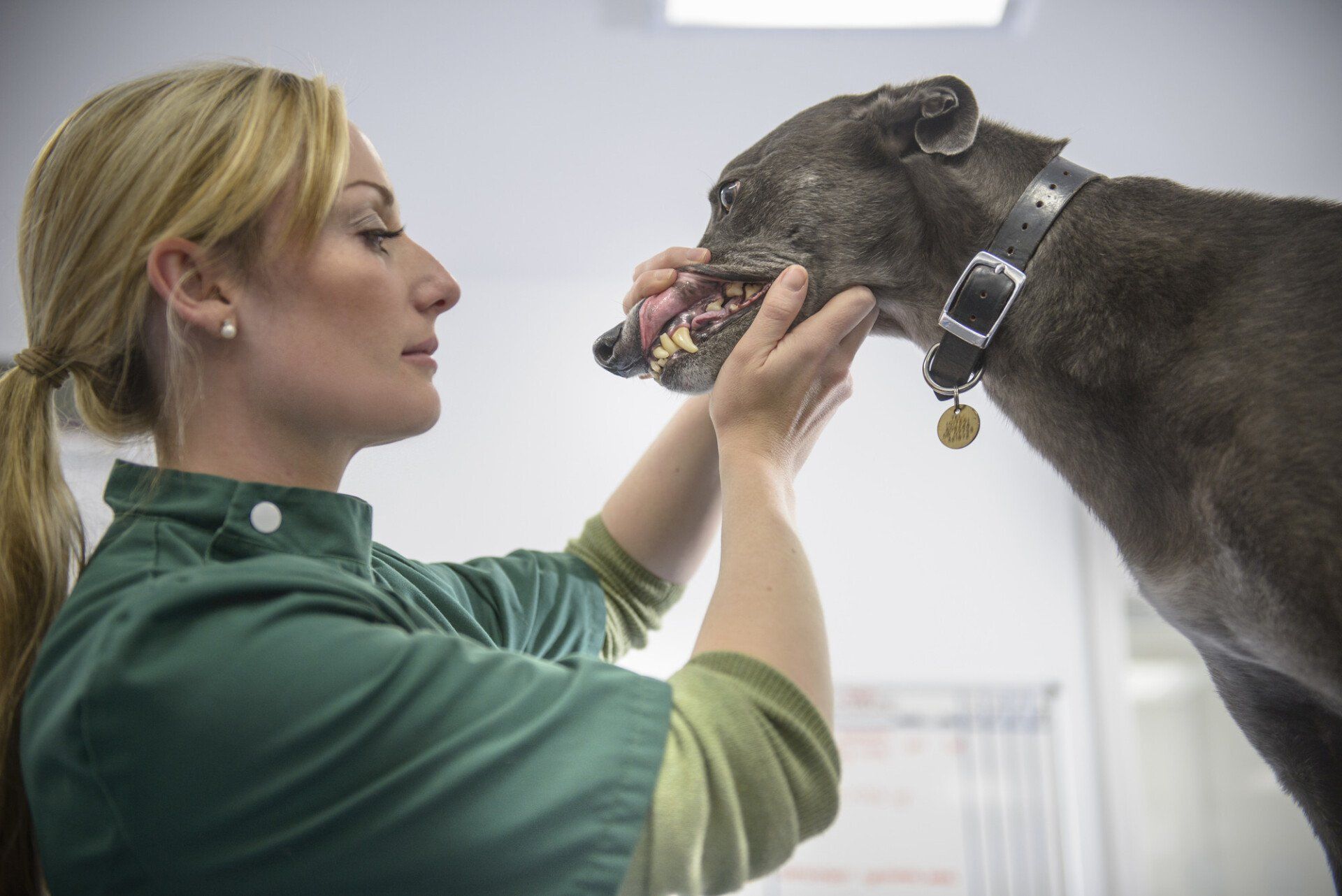 Veterinary nurse examining dog