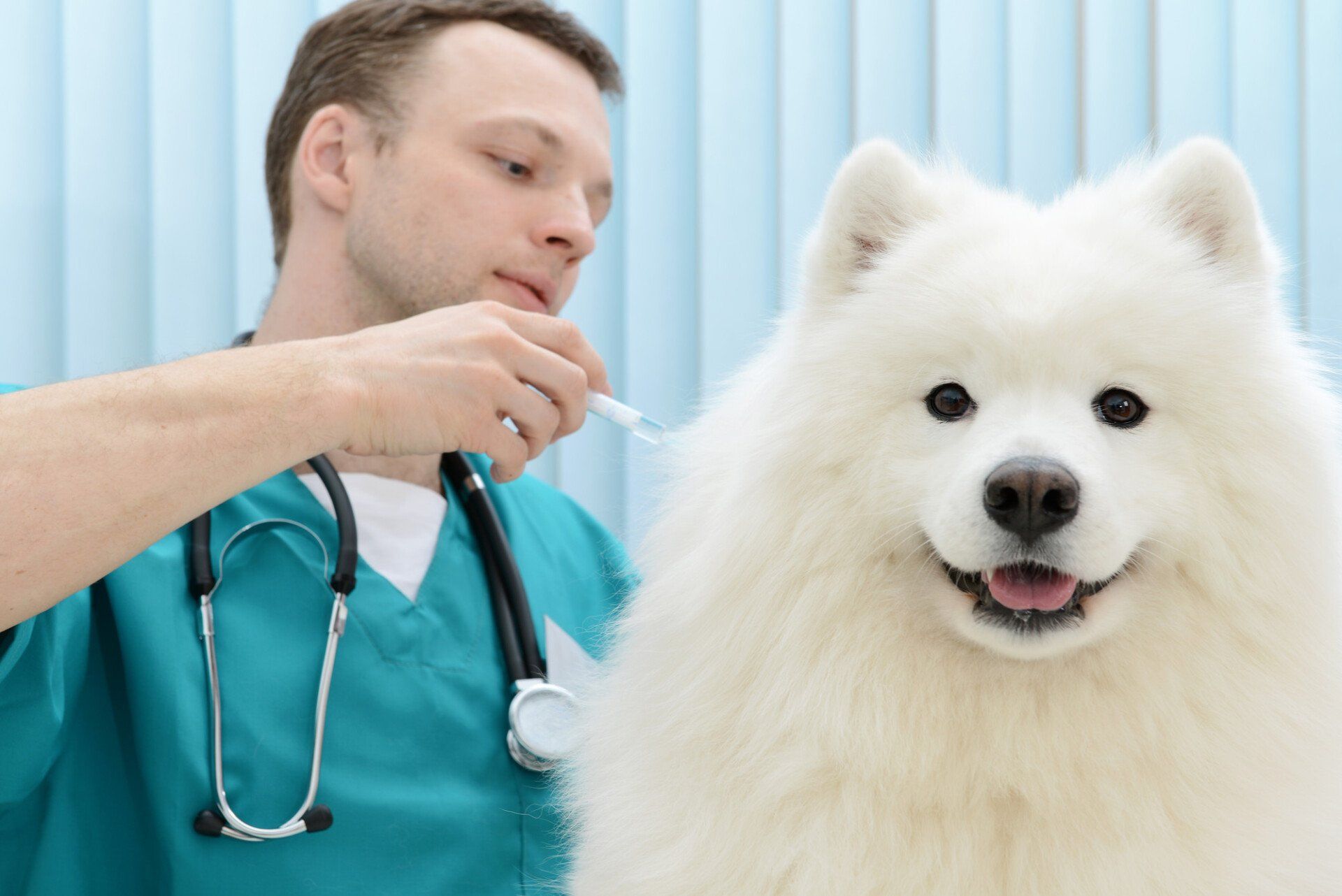 Samoyed dog on the examination by a veterinarian