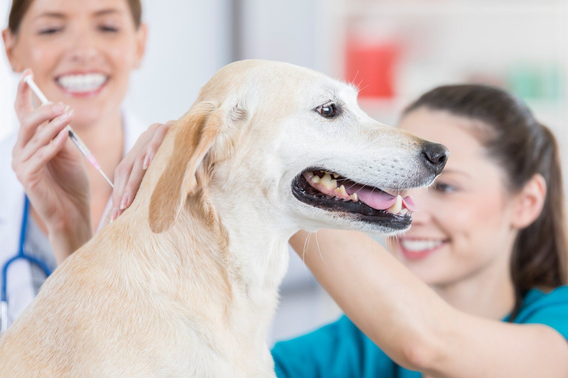 This is a closeup of a yellow lab during her appointment at the vet. A smiling veterinary nurse is injecting a vaccination as a smiling vet looks on.