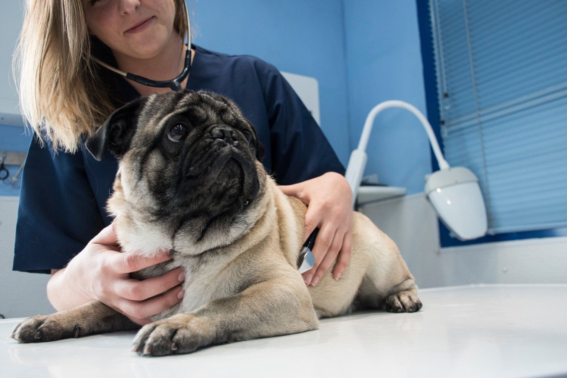 Veterinarian checking a dog with stethoscope in a veterinary clinic