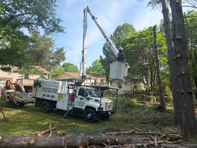 Utility truck with bucket lift removing a tree limb in a wooded yard
