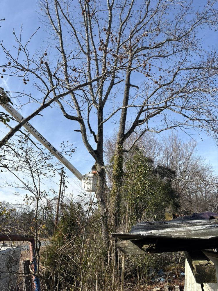 Tree being trimmed by a person in a lift against a blue sky, near a building and other vegetation.