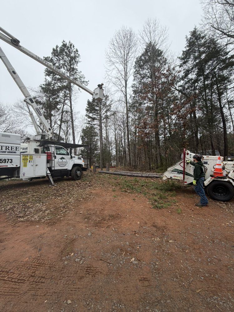 A tree service truck with a worker in the bucket trimming a tall tree. Another worker stands on the ground.