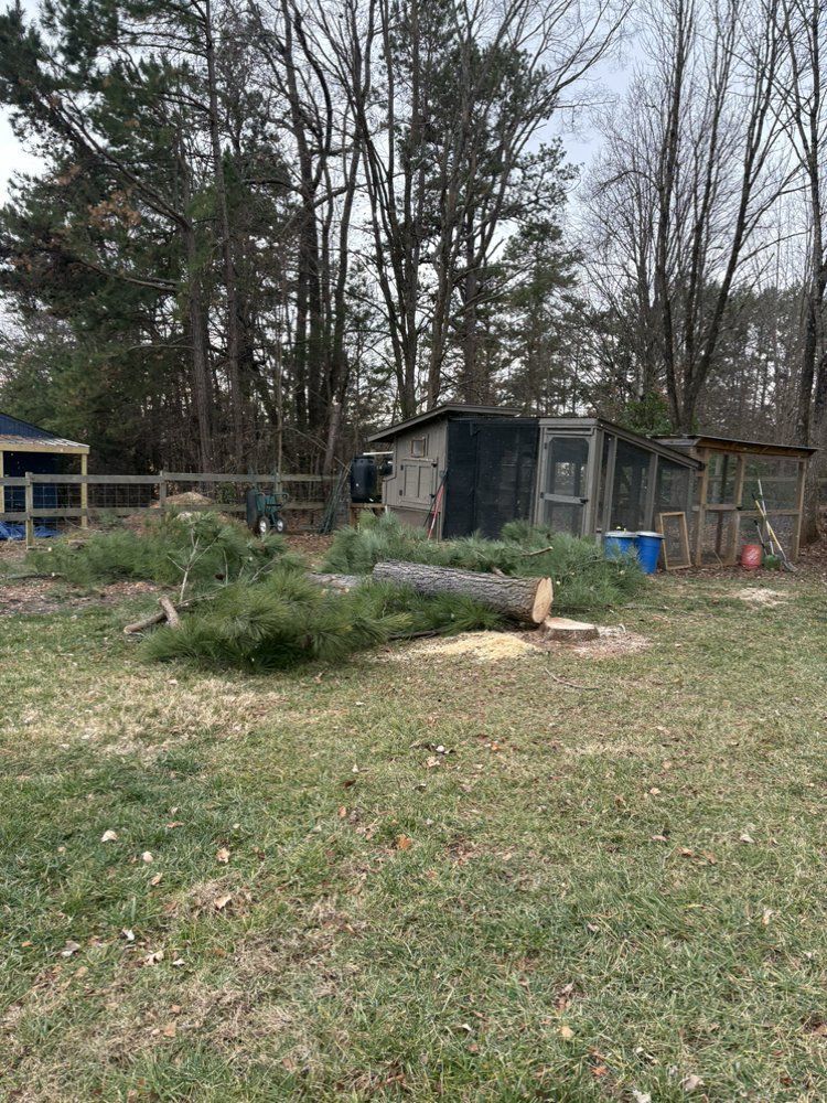 Yard with cut pine trees, chicken coop, and trees in the background. Green grass and overcast sky.
