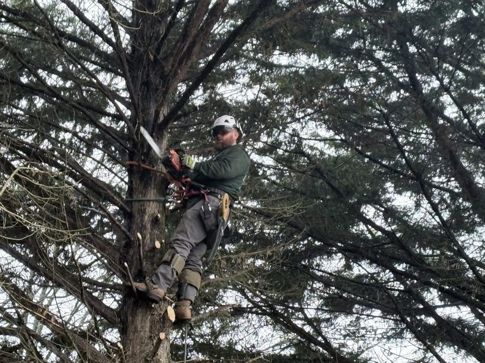 Arborist in a tree, cutting branches with a chainsaw. Wearing safety gear. Cloudy sky.