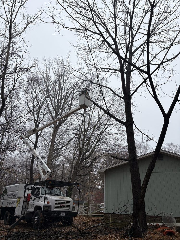 Tree trimming service: bucket truck pruning a tall tree near a light-colored building. Overcast sky.