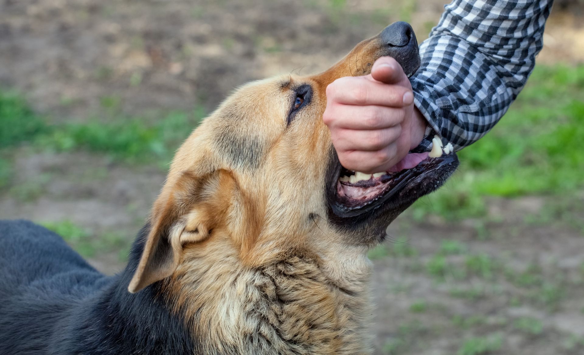 Dog biting a person's hand, displaying teeth, outdoors with green grass and a blurred background.