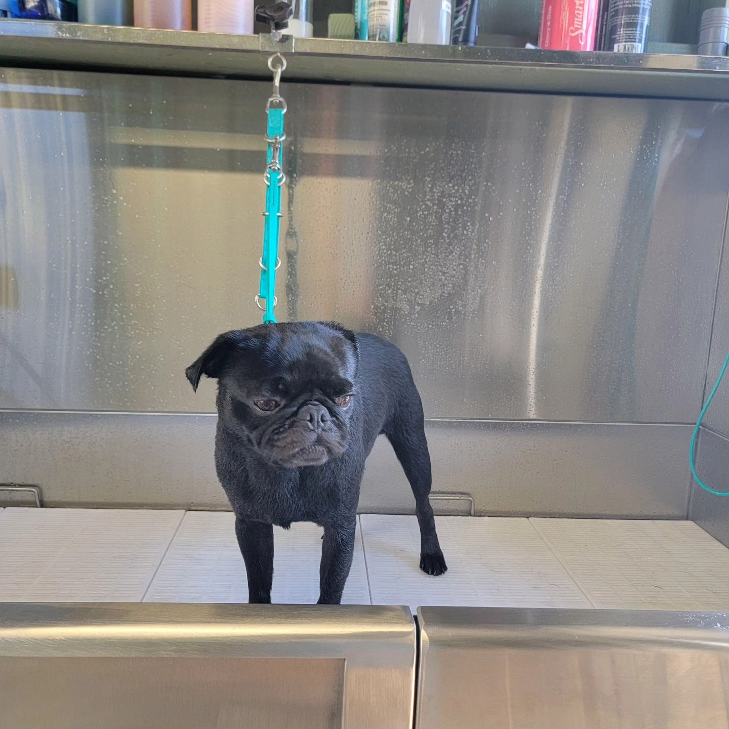 A black pug stands inside a metal grooming tub, held by a teal grooming leash.