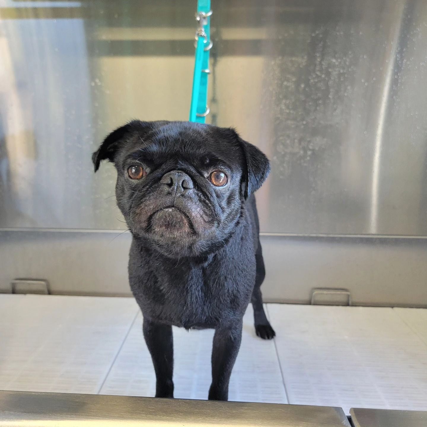 A small black pug stands on a white surface inside a professional grooming tub with a teal tether attached to its collar.