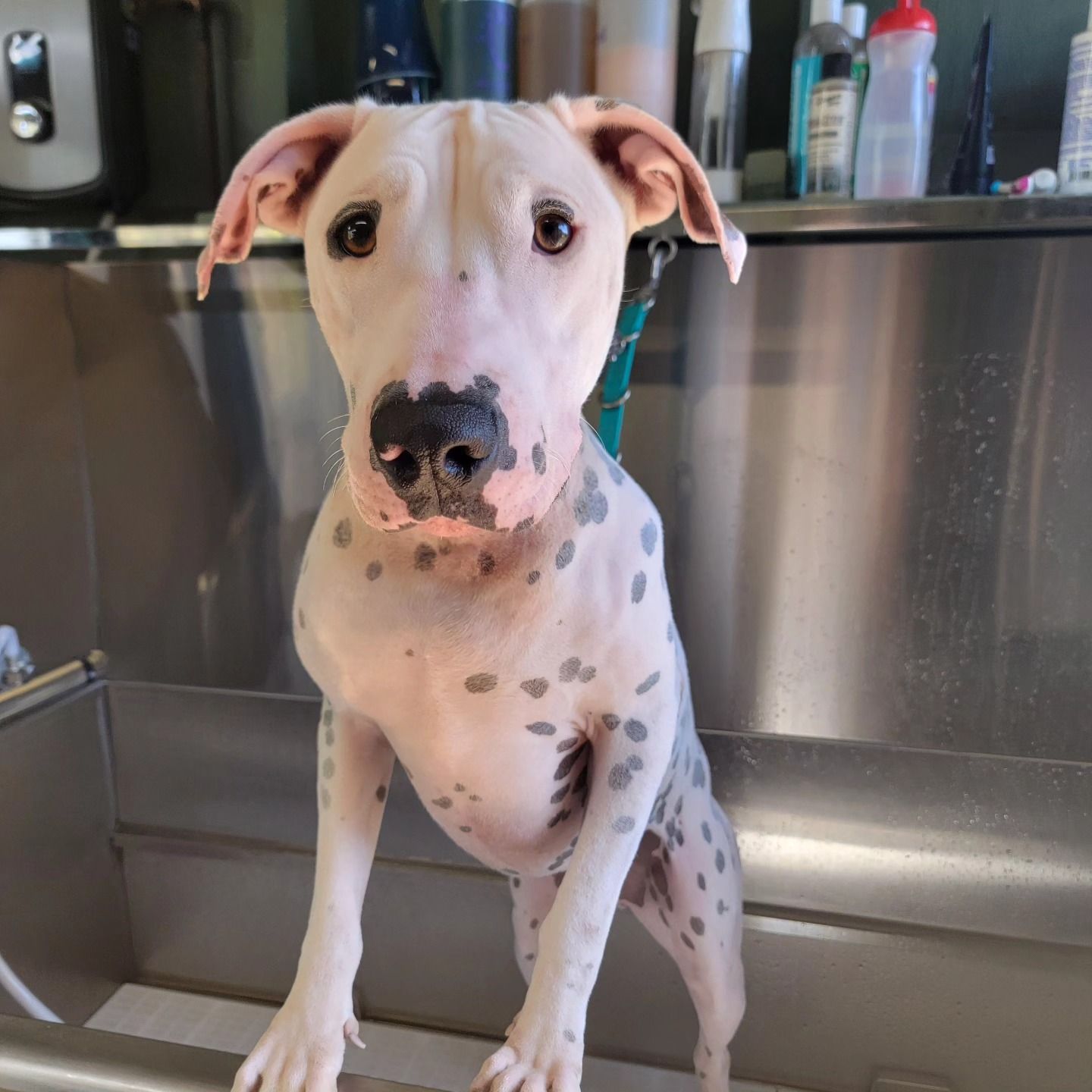 A light-colored dog with grey spots stands in a professional grooming sink, looking forward with a calm expression.