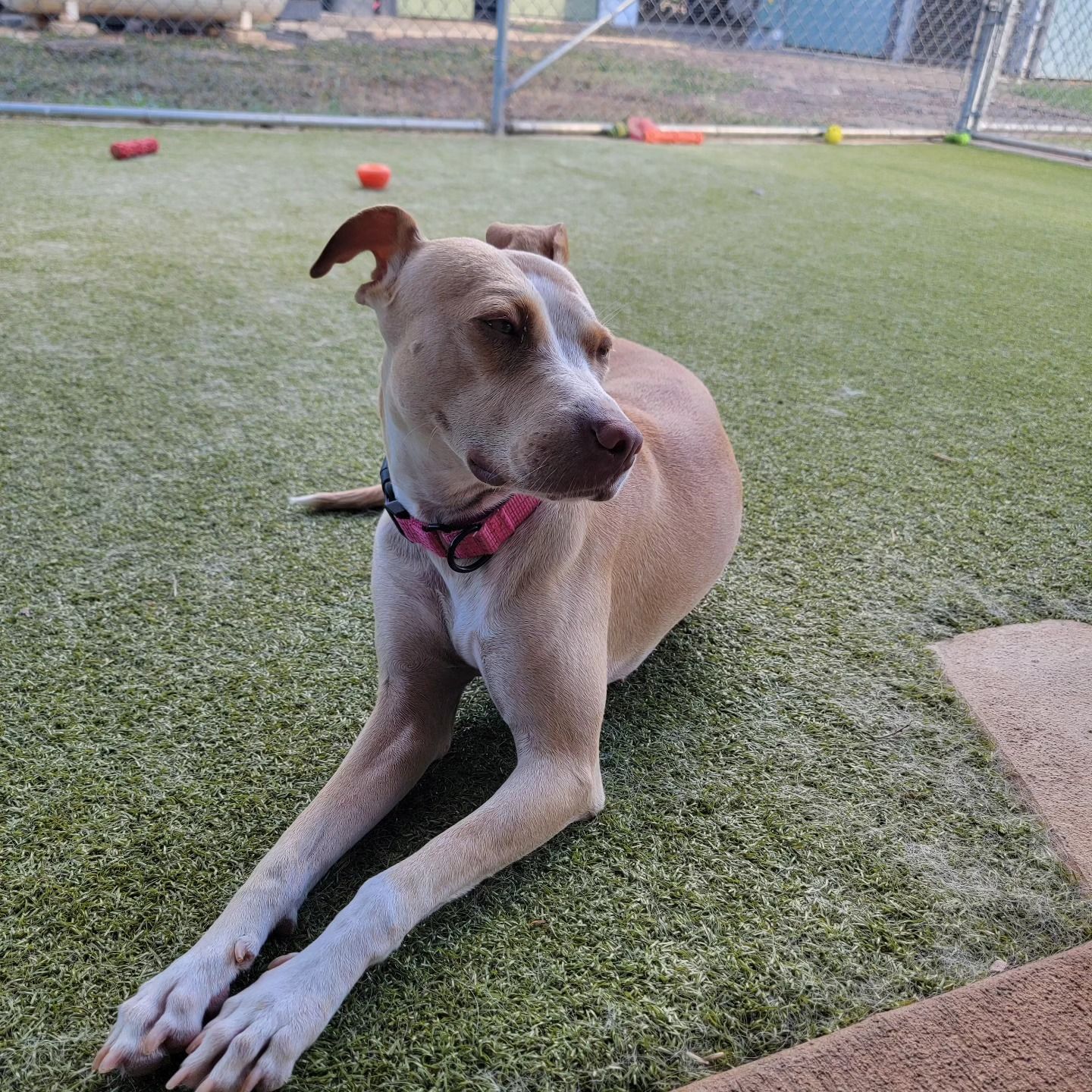A light-brown dog wearing a pink collar lies on green artificial grass in a fenced outdoor play area.