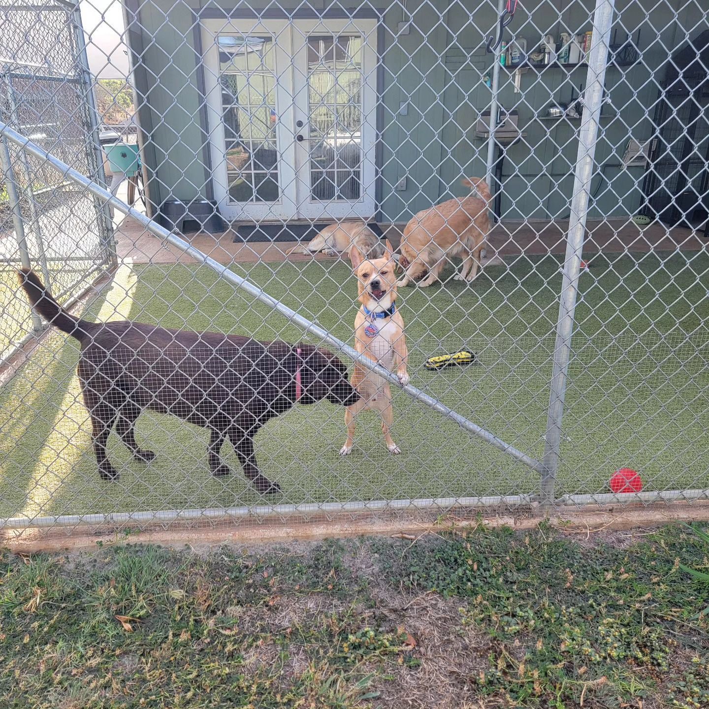 Three dogs in a fenced-in grassy yard, with a dark spotted dog facing a tan dog while another tan dog walks in the back.