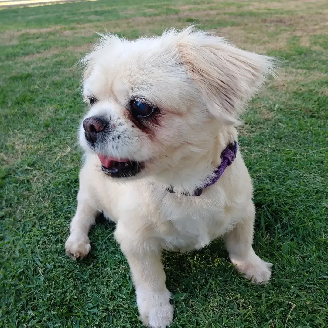A small, cream-colored dog with a purple collar stands on green grass, looking to the side with its mouth slightly open.