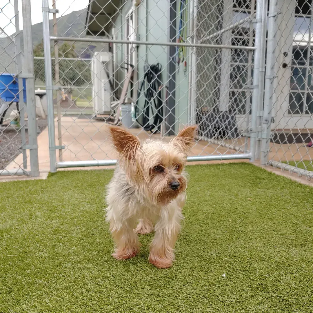 A small, tan-colored terrier dog standing on artificial grass in an outdoor fenced enclosure.
