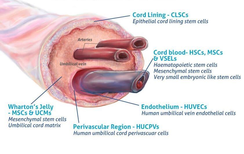 Umbilical Cord-Derived Biologics Treatment
