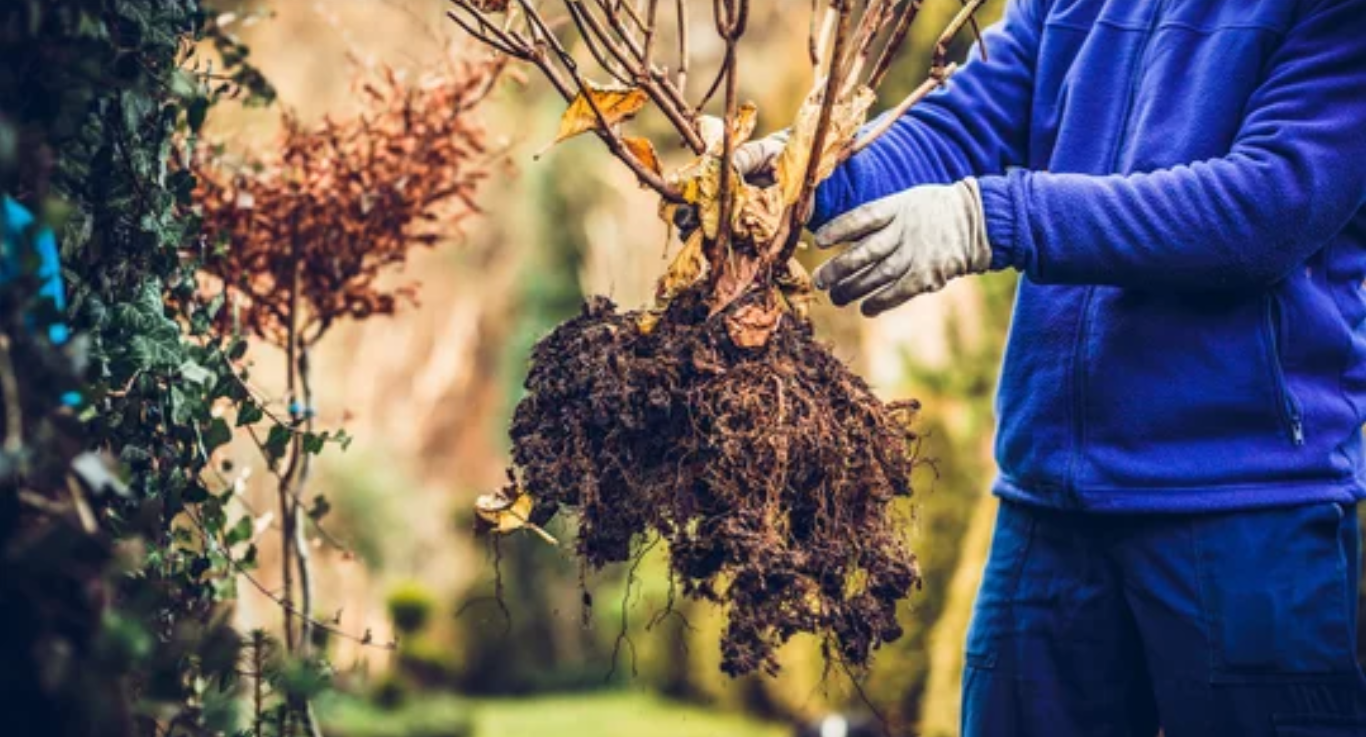 A gardener carefully moves a vibrant flowering plant from one spot to another, ensuring its healthy growth.