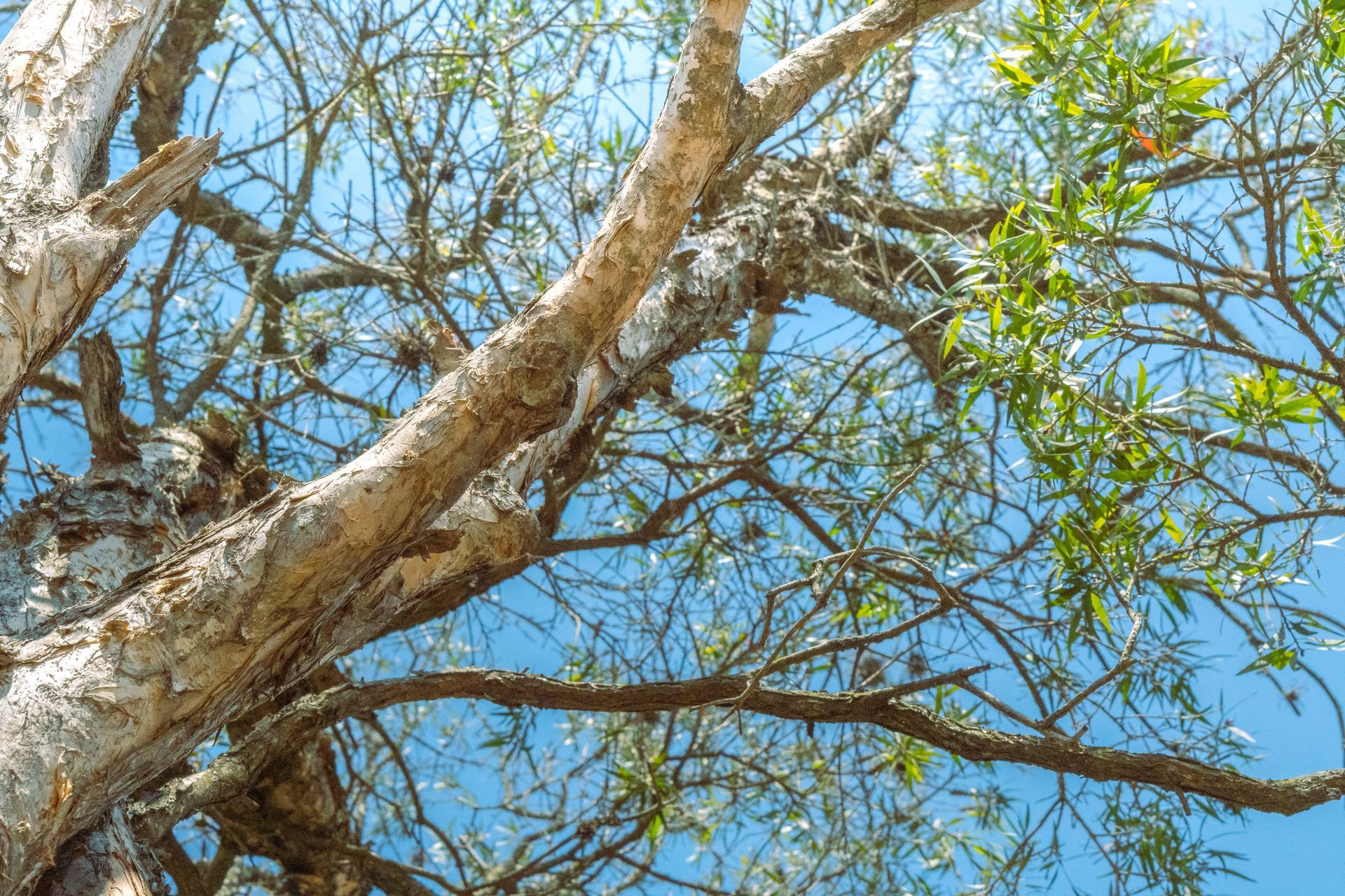 A tree branch being peeled, revealing its inner layers and texture.