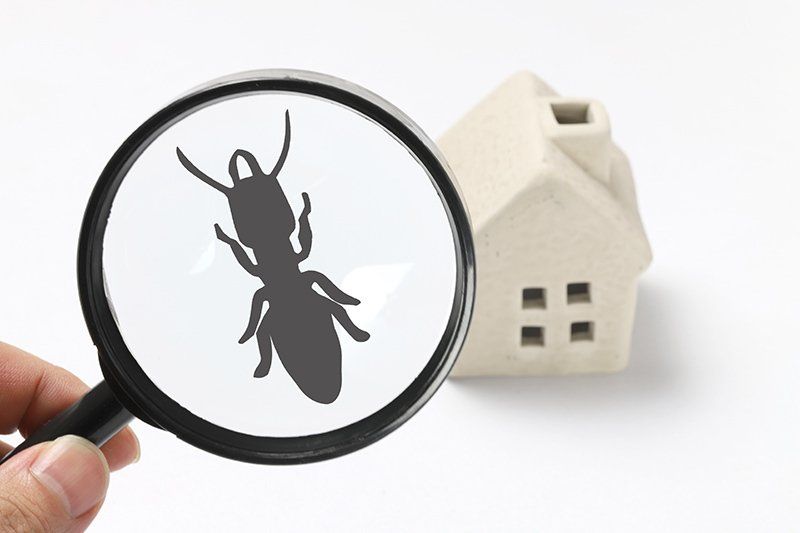 Magnifying Glass with Insect Icon - Camp Hill QLD - Bunney’s Pest Control