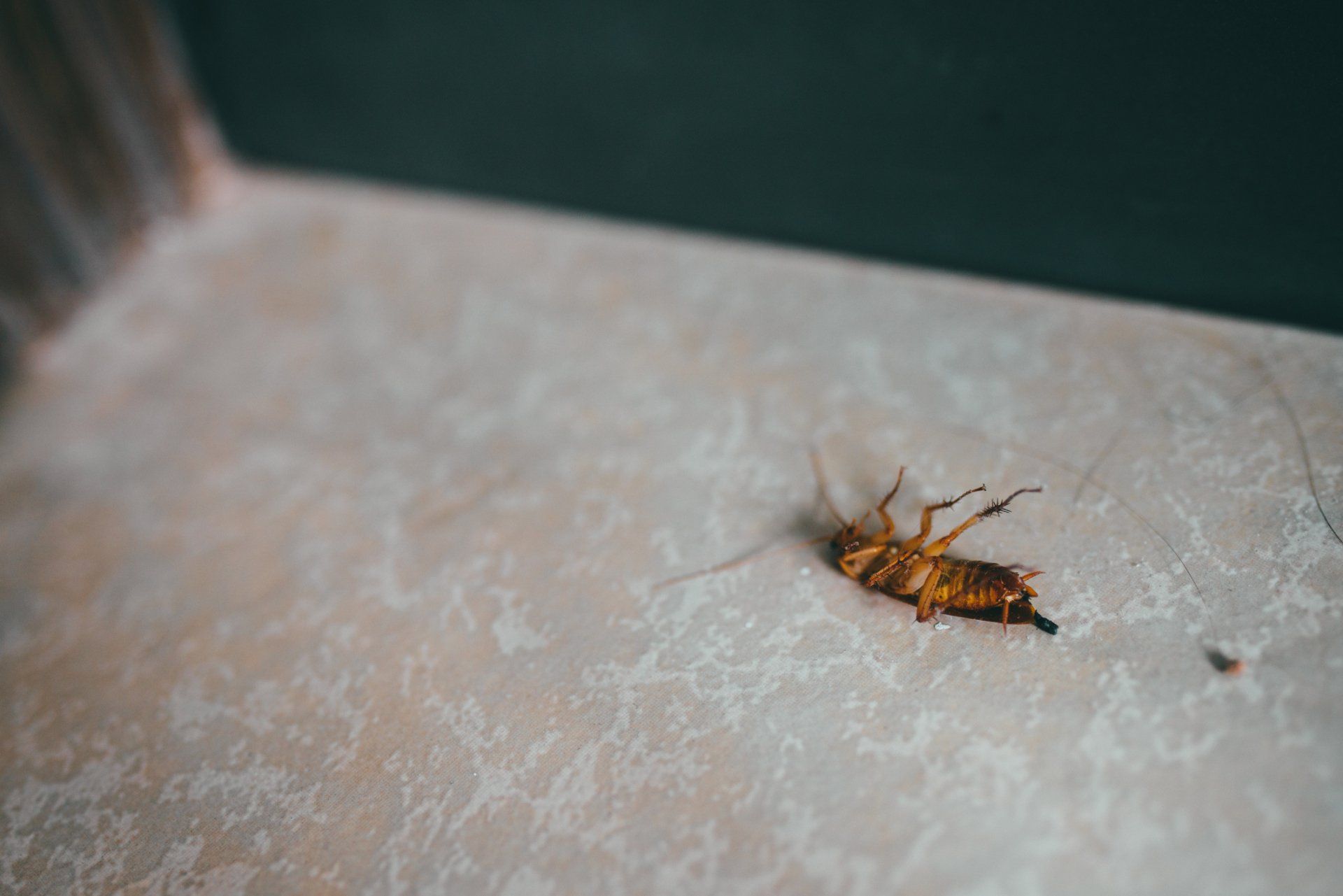 Cockroach - Camp Hill QLD - Bunney’s Pest Control