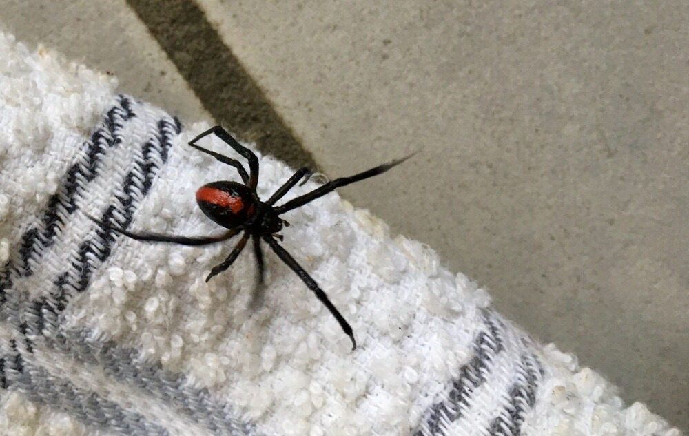 Black widow spider with red hourglass marking on a white and gray patterned towel.