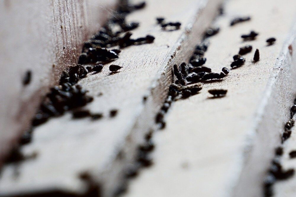 A Bunch of Black Ants Are Crawling on a Piece of Wood — Billy Lanes Pest Control Services in Dapto, NSW