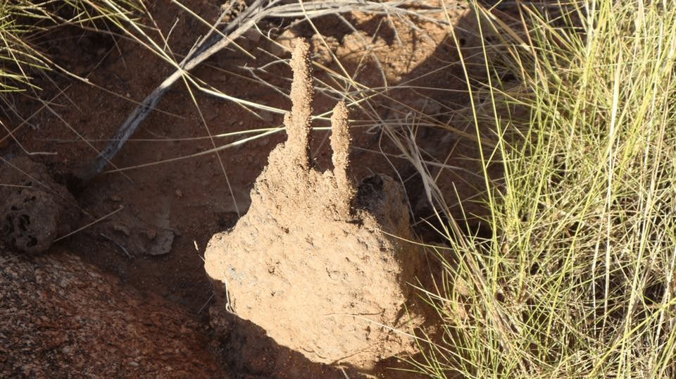 Brown termite mound with two spires in a dry, sandy environment — Billy Lanes Pest Control Services in Kiama, NSW