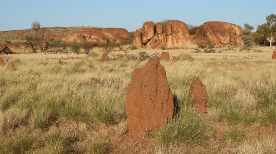 A Field of Termites in the Desert With Rocks in the Background — Billy Lanes Pest Control Services in Figtree, NSW