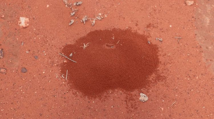 Red ants swarming on reddish-brown ground, forming a compact, oval shape — Billy Lanes Pest Control Services in Kiama, NSW