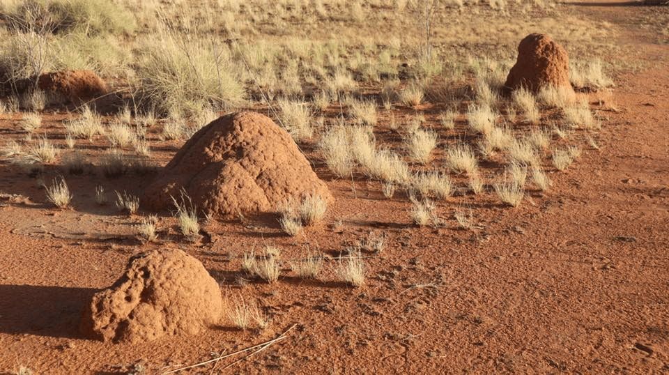 A Group of Termite Mounds Sitting on Top of a Dirt Field — Billy Lanes Pest Control Services in Figtree, NSW
