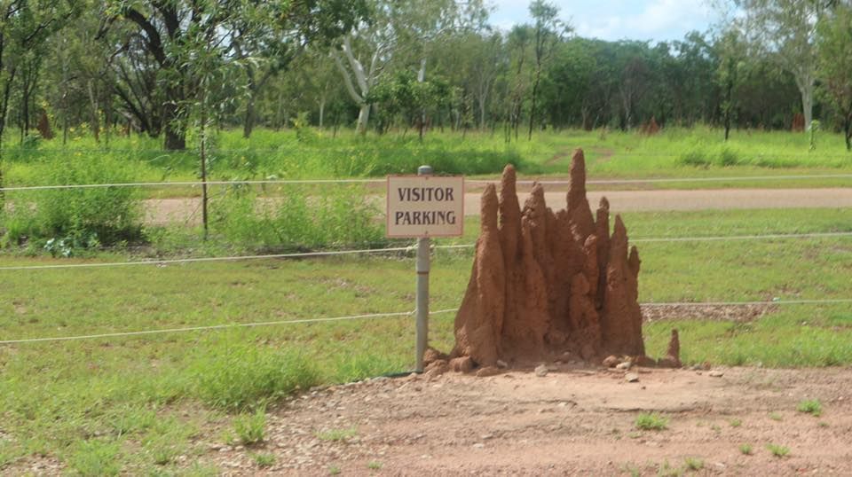 A large termite mound is sitting next to a sign that says visitor parking. — Billy Lanes Pest Control Services in Figtree, NSW