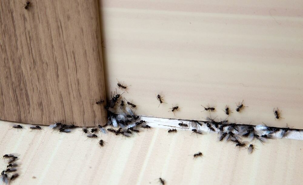 A Bunch of Ants Are Crawling on a Wooden Floor — Billy Lanes Pest Control Services in Figtree, NSW