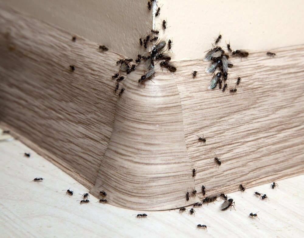 A bunch of ants are crawling on the corner of a wooden floor. — Billy Lanes Pest Control Services in Figtree, NSW