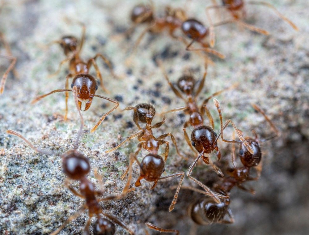 Brown ants crawling on a gray stone surface.